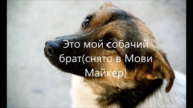 это мой собачий брат (СНЯТО В МОВИ МАЙКЕР) смотреть онлайн