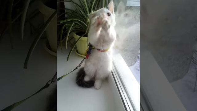 Кот молится! смотреть онлайн