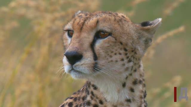 Гепарды. смотреть онлайн