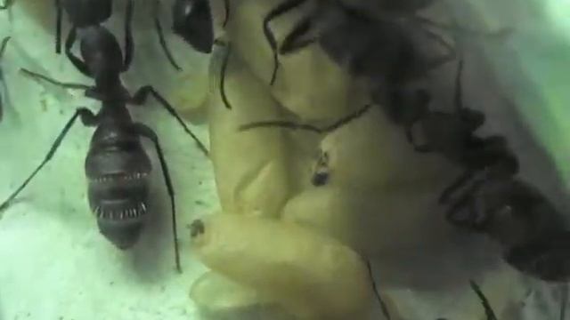 Мои муравьи Camponotus vagus смотреть онлайн