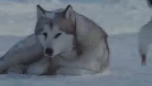 Самая настоящая любовь   до слез!