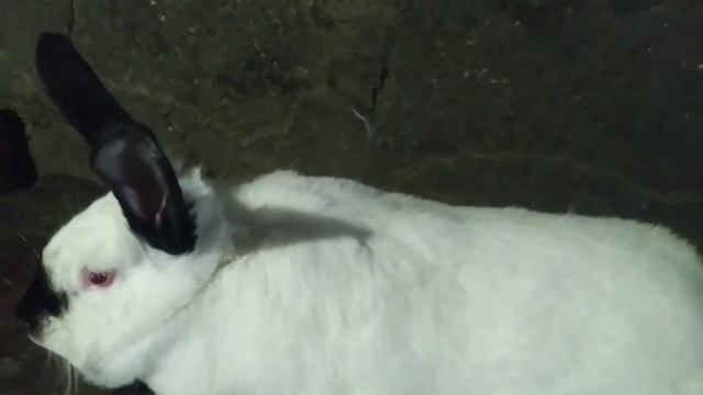 🐰Калифорния кролик 5+ Кг🐰 смотреть онлайн