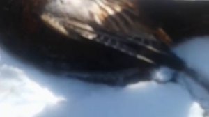 ОХОТА С ПНЕВМАТИКОЙ НА ФАЗАНА. ХЕТШОТ + ОПТИКА