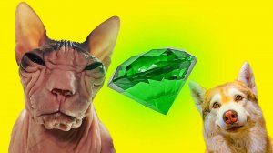 КОТ МАРСИК и ИЗУМРУД ПОНОСА!! Хаски Бублик Говорящая собака