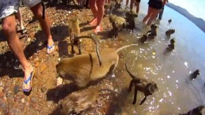 Обезьяны нападают на людей Тайланд, Паттайя