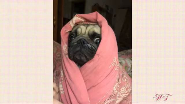 ВЕСЕЛЕЙ СОБАКИ НЕТУ СУЩЕСТВА смотреть онлайн