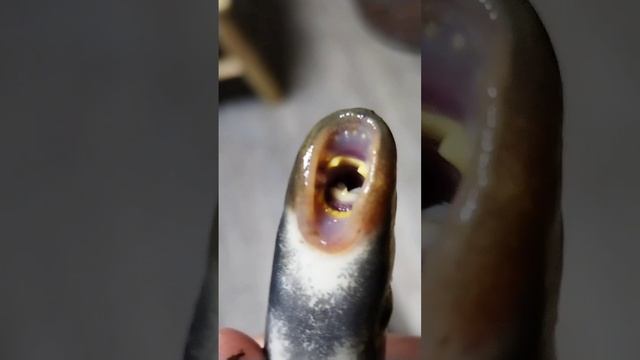 Зубастая минога