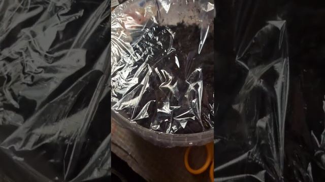 Сею томаты только так! Компактно! Рассада крепкая и без пекировки. смотреть онлайн