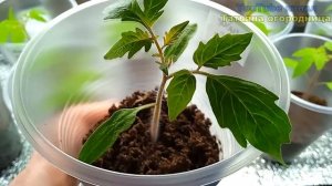 РЕЦЕПТ СИЛЬНЫХ КОРНЕЙ У ТОМАТОВ И ОТ ВЫТЯГИВАНИЯ РАССАДЫ!