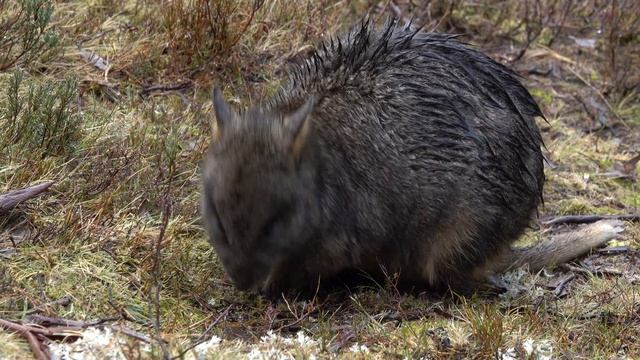 Wildlife In Tasmania