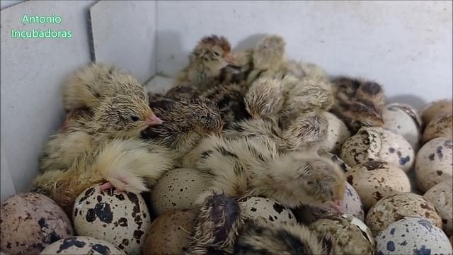 Incubación De Huevos De Codornices En Incubadora Casera