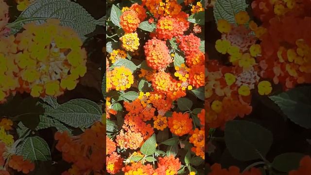 лантана# смотреть онлайн