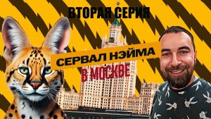 Жизнь сервала в квартире. Серия 2