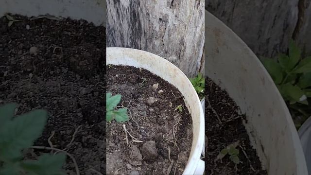 обзор томата сорта "балконные чудо" сезон 2024 смотреть онлайн