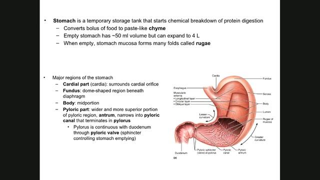 Digestive System смотреть онлайн