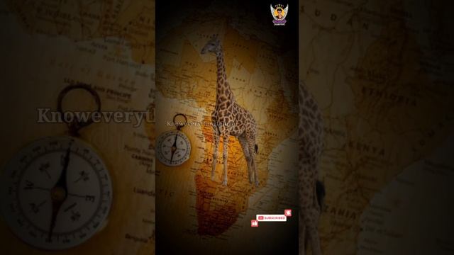 Amazing Facts About Bharat | Vasco De Gama | Know Everything Telugu #facts #telugufacts смотреть онлайн