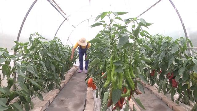 Дачные советы Галины Старосельцевой Июль 25-2024