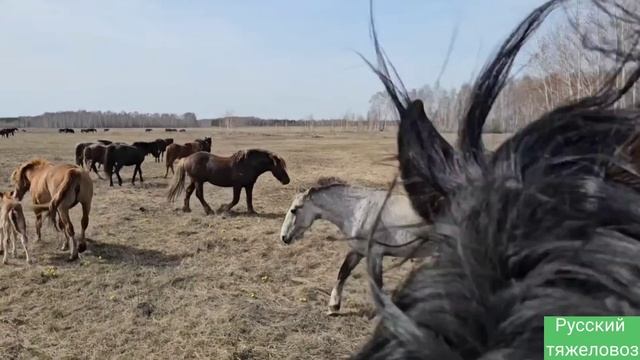 Ожеребилась вороная красотка | недочёт в табуне смотреть онлайн