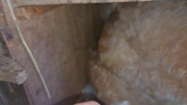 Гусенята та каченята виводяться квочками. Знімаю квочок з яєць. літо смотреть онлайн