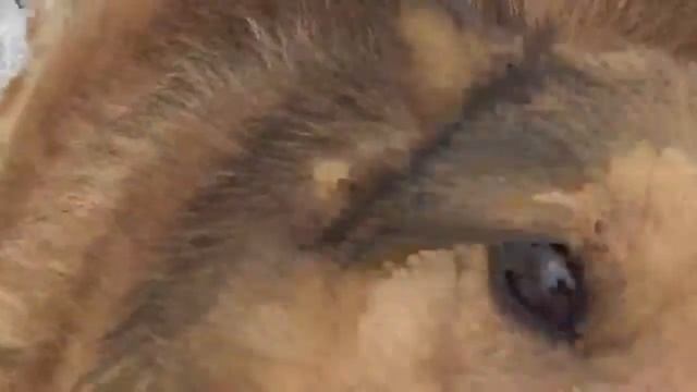 Самый добрый пес Тузик встречает 1 марта первый день весны личный дневник смотреть онлайн