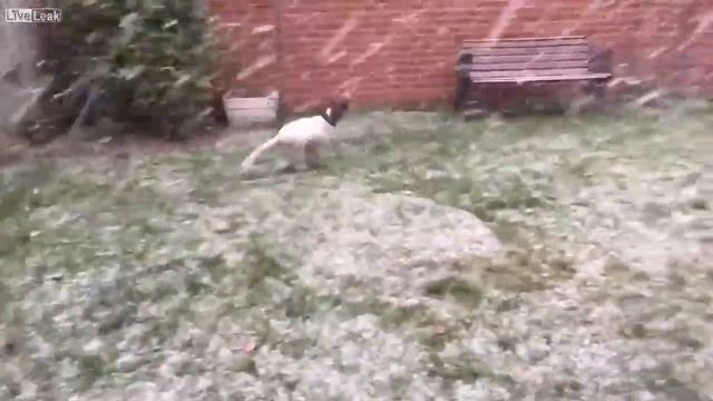 Реакция собаки на первый снег смотреть онлайн