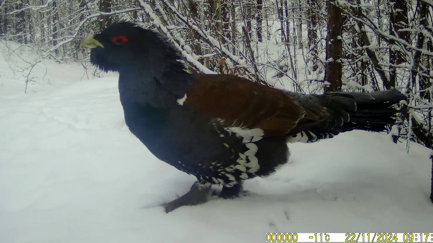 В ТАЙГУ НА БУРАНЕ. КАДРЫ С ФОТОЛОВУШКИ. смотреть онлайн