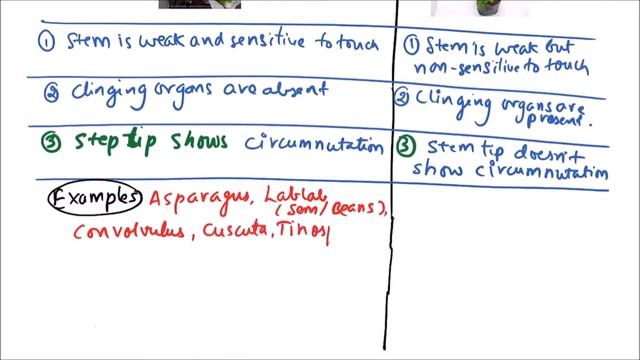 Class 11-Botany Lecture-Discuss The Upright Weak Stem & Differences Between Twiners & Climbers-3.18 смотреть онлайн