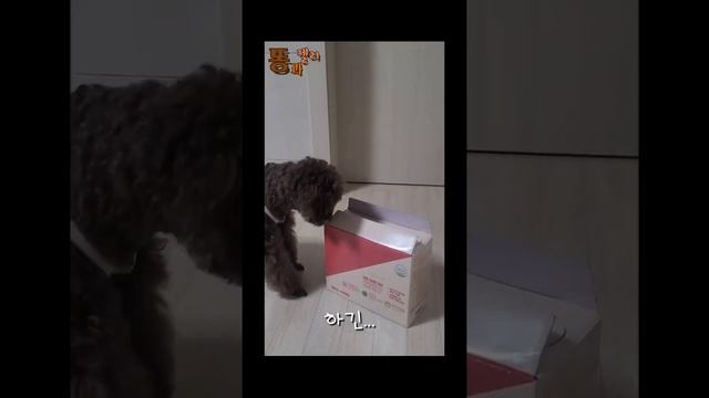 몰리의 언박싱(우유편)/박스는 푸르는재미/사랑해요우유🥛/매일주떼요#내돈내산 смотреть онлайн