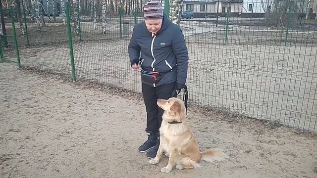 Дрессировка собак +золотистый ретривер Лакки смотреть онлайн