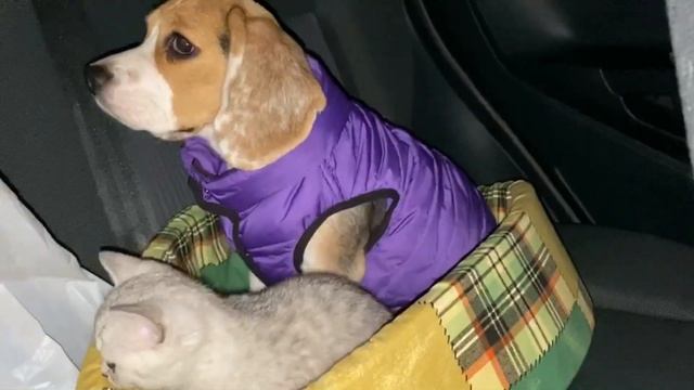Девчонки едут в гости смотреть онлайн