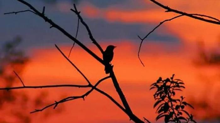 Звуки природы. Пение соловья смотреть онлайн