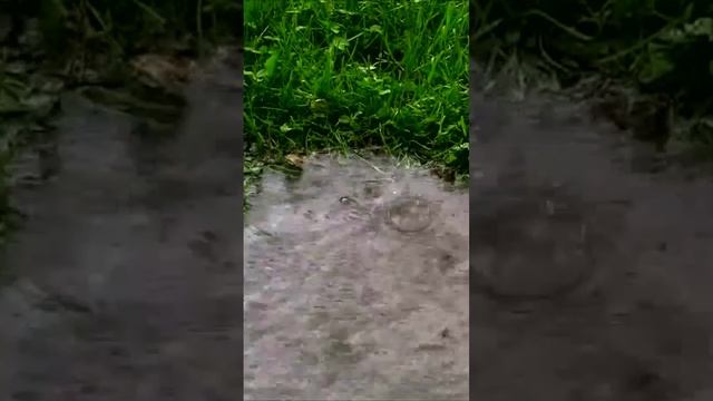 Под утро дождь пошёл стеной. Дмитрий Шлапак смотреть онлайн