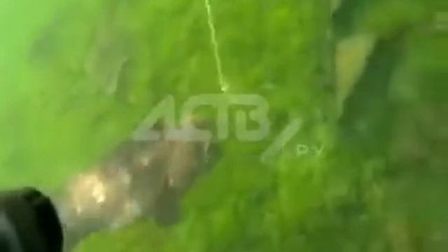 Сахалинец поймал 10-килограммовую рыбу-собаку, которая притворилась морской капустой