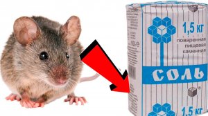 Как избавиться от крыс в частном доме навсегда!