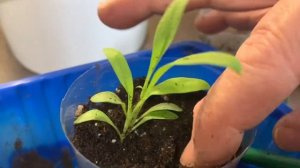 Пикировка однолетних флоксов и львиного зева 🪴🪴🪴#рассадацветов #флоксы #львиныйзев