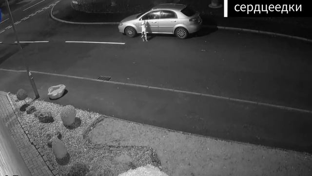 очередная брошенная собака 😢 смотреть онлайн