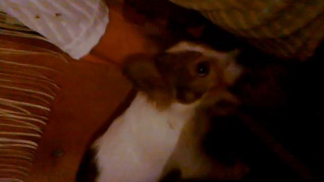 Пес не любит оскарблений ))) смотреть онлайн