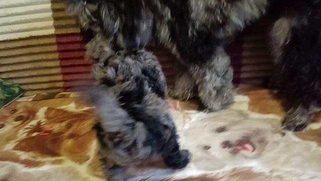 VID_20241204_112125 смотреть онлайн