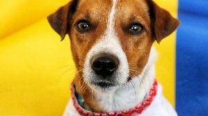 Karta Svitu - Пес Патрон (Luga Style Beatz remix)