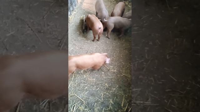 дюрок, хрячки продажа началась. смотреть онлайн
