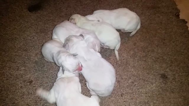 Среднеазиатские овчарки Алабай США. Litter "N" Alamak+Mishka, 6 puppies (February 25, 2018) смотреть онлайн