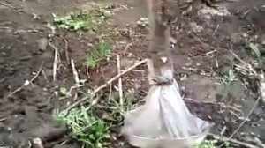 защита от муравьев персика и черешни