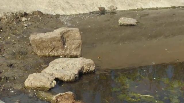 Осы на водопое смотреть онлайн