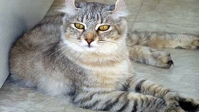 highlander cat смотреть онлайн