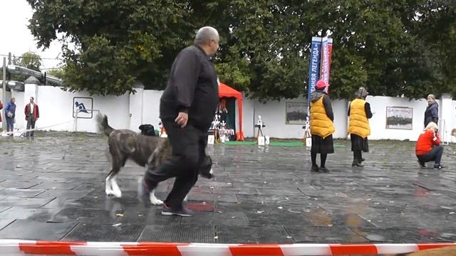 Выставка собак "Осенняя Легенда 2016" смотреть онлайн