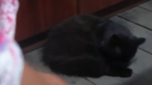 Реакция кота на мяуканье кошки/Cat's Reaction To A Cat's Meow