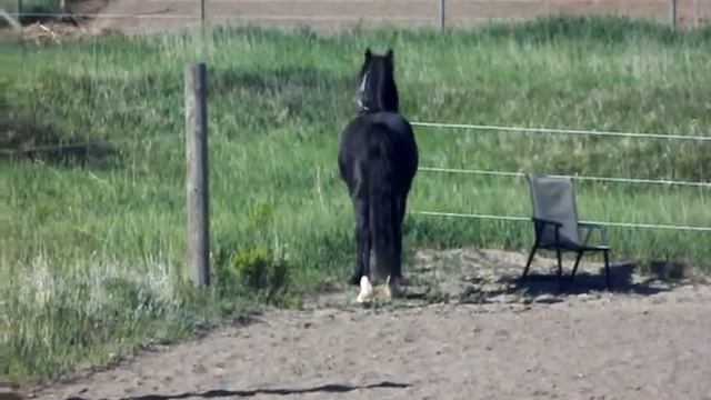 Black Cob Mare for Sale Free смотреть онлайн