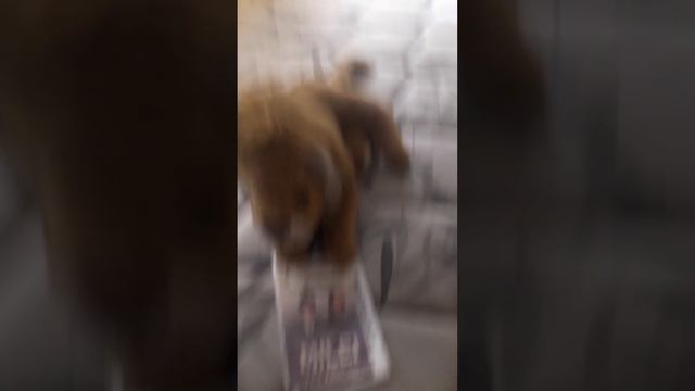 VAMOS MILEI!!!!!🦁 смотреть онлайн