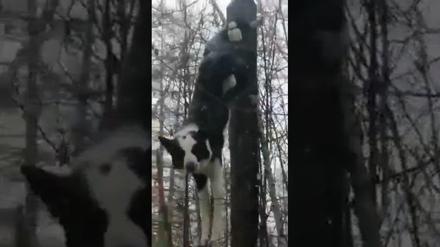 Собака залезла на дерево за соболем😅 смотреть онлайн