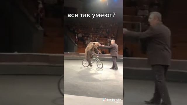 трюк Медведя смотреть онлайн